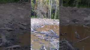 как отвести воду с участка