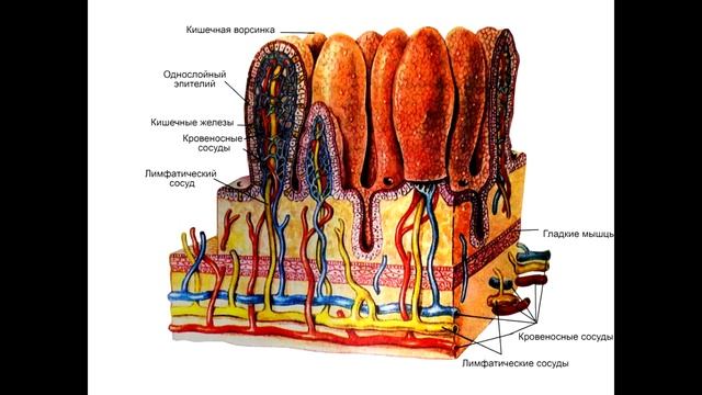 Анатомия. Пищеварительная система