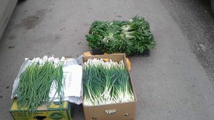 Лук на перо. Сравниваем наш лук и рыночный.