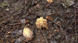 Грибы Оленьи Рожки на даче