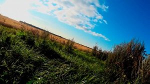 Охота на вяхиря в Ленинградской области 2017