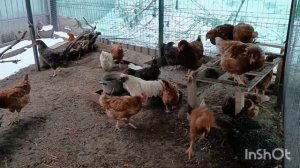 ИНДОУТКИ,шипуны//КАННИБАЛИЗМ//КУРЕЙ ВЫЛЕЧИЛА ??