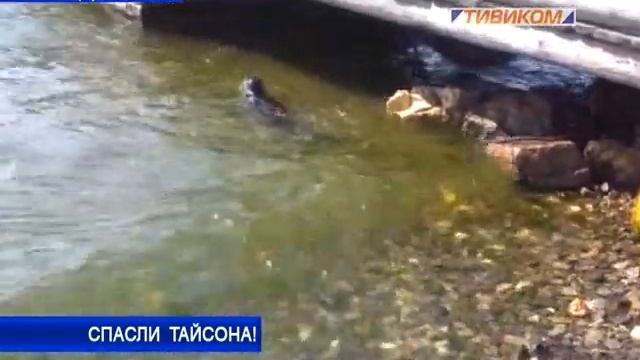 Спасли Тайсона смотреть онлайн