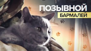 Пушистый талисман: экипаж вертолёта Южной группировки приютил кота