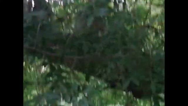 Ручной енот на крыше смотреть онлайн