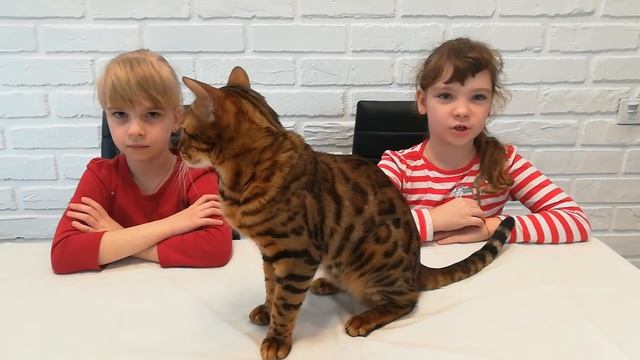 Бенгальский кот (Бенгал). Наш кот Феликс