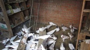 Голуби Бойные Краснодар