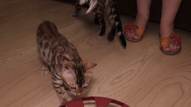 Бенгальские Кошки
