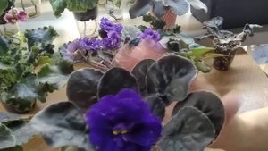 Фиалки от которых я готова отказаться.