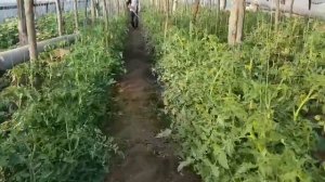 Обработка томатов. Для увеличения плода.