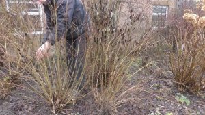 Pruning Weigela