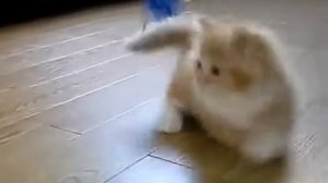 Маленькие озорные котята (КОТЕНОК)