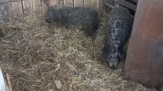 Знакомство с кучерявыми свинками. Начало разведение породы Венгерская Мангалица. 12 апреля 2022 г.