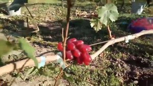 Сорта винограда Жар птица, Мария с кишмиш Лучистым, Маэстро еще висят на кустах 6 сентября 2021