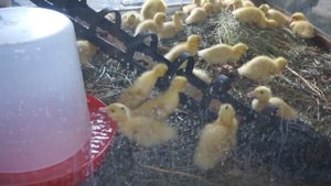 Утята муларды в брудере. Часть 1.