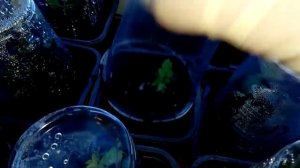 Черенкование розы микс, черенки комнатной розы, черенки комнатной розы 12 дней