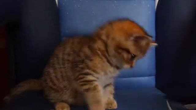 Золотой котёнок
