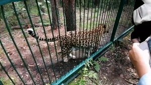Герд очень активный, несмотря на возраст. В гостях у Дома тигра.
