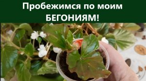 Пробежимся по моим бегониям. Обзор бегоний в марте с рассадных стеллажей.