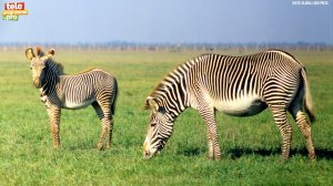 Интересные факты о зебрах