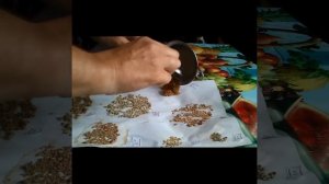 Какой у семян томатов срок годности/ сколько сохраняется всхожесть