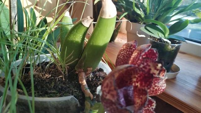 peristeria pendula blooming/ перистерия пендула- цветение смотреть онлайн