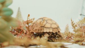 ТОП 5 ЭКЗОТИЧЕСКИХ ЖИВОТНЫХ для ДЕТЕЙ