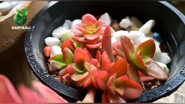 Care tips for Crassula Capitella/Campfire plant Secret of maintaining Red Color of this succulents. смотреть онлайн