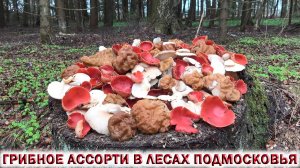 ?ГРИБНОЕ АССОРТИ В ЛЕСАХ ПОДМОСКОВЬЯ ?ВЕШЕНКА?СТРОЧОК ГИГАНТСКИЙ?САРКОСЦИФА?СВИНЫЕ УШИ