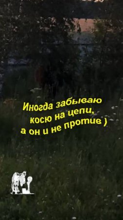 Иногда забываю косю на цепи. А он и не против.😁
Чувствую у него есть шанс ночь так