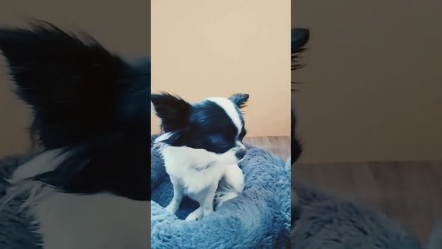 Нереальная Красавица#щенкичихуахуа#милыесобачки  #чихуахуа