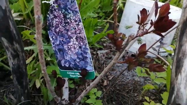 Новая опора для лиственницы смотреть онлайн