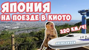 Киото: приехал на Синкансене. Бамбуковая роща Сагано и парк обезьян Иватаяма | Михаил Зейфман