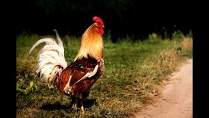 Звук петуха или как говорит петух