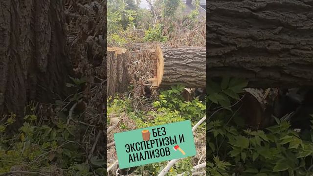 🪚БЕЗ ЭКСПЕРТИЗЫ И АНАЛИЗОВ # 13🌳 #дерево #деревья #спилдеревьев #старыйоскол #спилитьдерево