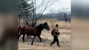 КАК ВОРУЮТ ЛОШАДЕЙ / Поймали среди бела дня!