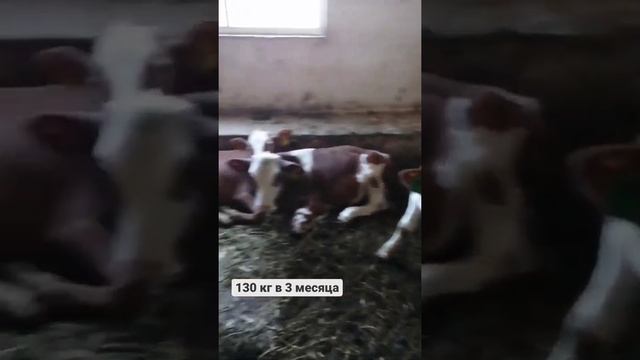 130 килограммов в 3 месяца. Откорм бычков  Симментальской породы.