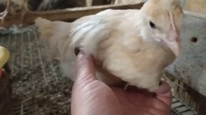 СОДЕРЖАНИЕ ЦЫПЛЯТ ЗИМОЙ