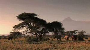 Kenya safari highlights (Samburu and Masai marai national reserve, Lake Nakuru national park)