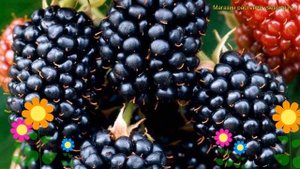 Ежевика кустистая Дарроу. Краткий обзор, описание характеристик rubus fruticosus Darroy