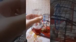 как повесить поилку для хомяка что делать если поилка протикает