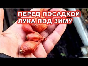 ПЕРЕД ПОСАДКОЙ ЛУКА НА ЗИМУ, ДЕЛАЮ ЭТО С СЕВКОМ. ЛУК СТРЕЛКОВАТЬСЯ НЕ БУДЕТ