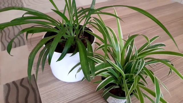 KURDELE BİTKİSİ BAKIMI ve SAKSI DEĞİŞİMİ 🪴#kurdeleçiçeği #salonbitkileri#Chlorophytumcomosum смотреть онлайн