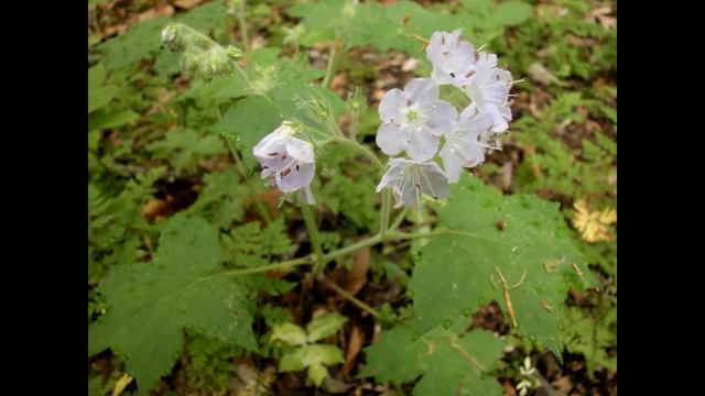 ГИДРОФИЛЛУМ (HYDROPHYLLUM) сем. Водолистные смотреть онлайн