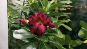 Адениумы // Цветение новых сортов // Кристатный сеянец зацвел.