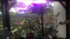 Инжир Violette de Sollies aka Bourjasotte Noire. Досветка в теплице или вегетарии.