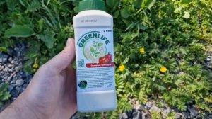 1 Ложка на ведро воды и Огурцы и Томаты будете собирать ведрами до Зимы!