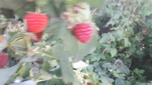 Новый супер урожайный сорт ремонтантной малины Красный фламинго.
