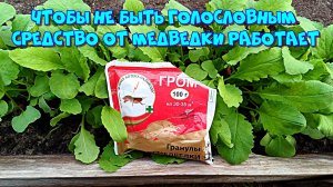 Чтобы не быть голословным. Средство от медведки работает 🌱