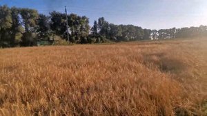 Уборочная озимой пшеницы Московская 39 урожайность 30 центнеров